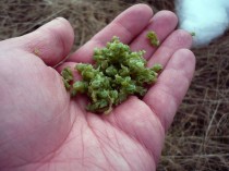 The sphapgnum beads in my hand, they have the consistency of silica. (Photo by me)