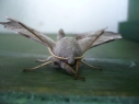 Poplar Hawk moth, garden 31-7-12