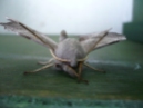 Poplar Hawk moth, garden 31-7-12