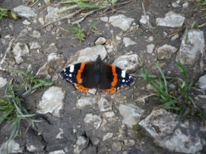 Red Admiral. Photo: Author.