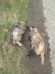 Two dead Badgers at Langley, Cheshire. 27/3/15