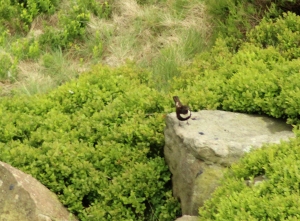 Male Ring Ouzel at Dove Stone - July '15