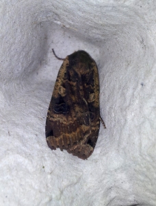 Large Yellow Underwing (Male) 6-8-15_edited-1