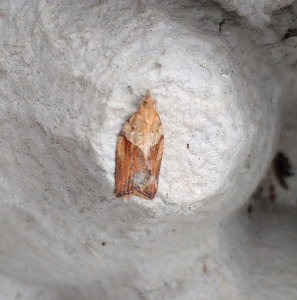 Light Brown Apple Moth 17-12-15